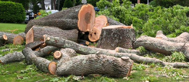 Best Emergency Tree Removal  in USA